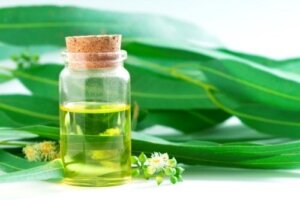 5 naturlige remedier med eukalyptus du bør vite om