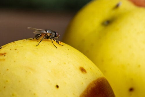 7 tips for å fjerne fruktfluer