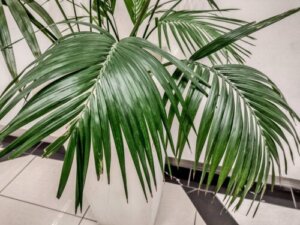 Kentiapalme: En stor og elegant stueplante