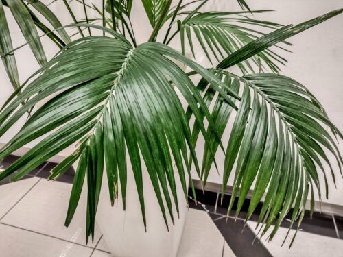 Kentiapalme: En stor og elegant stueplante