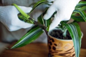 Lykkeplanten: Egenskaper og omsorg