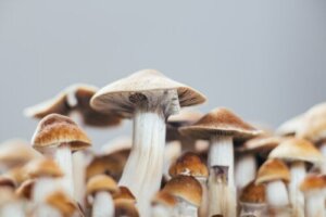 Psilocybin mot depresjon: hva er dens virkninger?