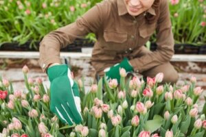 Hvordan plante og ta vare på tulipaner