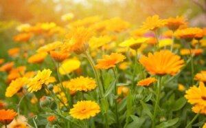 10 oransje blomstrende hageplanter og deres omsorg