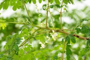 En komplett guide for å plante Moringa hjemme