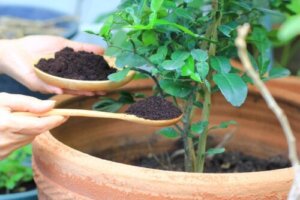Humusstoffer: Egenskaper og fordeler for planter