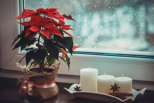 Hvordan inkludere planter i julepynt
