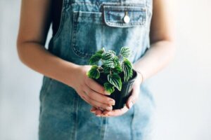 Sjekk ut disse 10 små plantene med slående blader