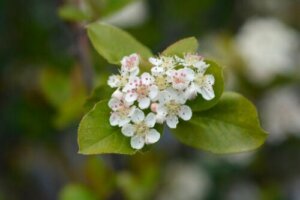 8 prydplanter som vokser i leirjord