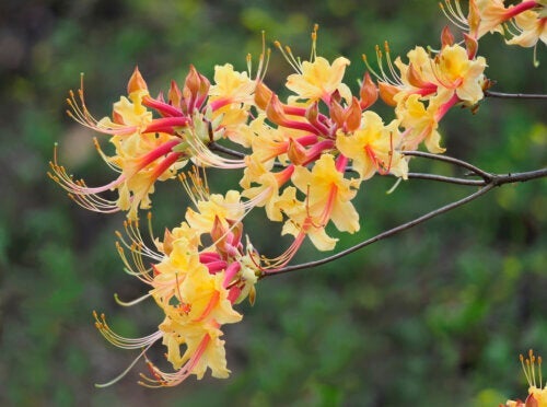 Ulike typer asalea og stell av dem