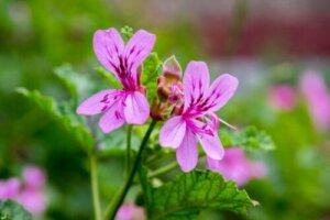 Pelargonier: Egenskaper og stell