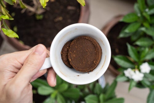 Slik bruker du malt kaffe på plantene dine