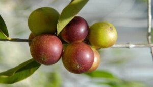 Camu Camu: Hva er det, fordeler og hvordan bruker du bruker det?