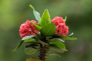 Tips for å holde tornekronen blomstrende hele året