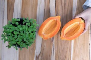 Hvordan dyrke og høste papaya hjemme på under ett år