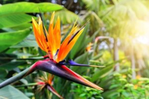 Paradisfuglblomst: Kjennetegn og omsorg
