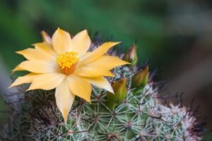 6 praktiske tips for å få kaktus til å blomstre