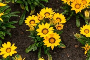 Lær hvordan du tar vare på Gazania slik at de blomstrer lenger