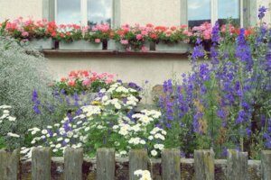 10 høye blomstrende planter for en mer vertikal hage