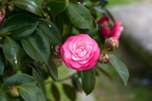7 roselignende blomster til hagen din