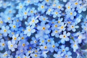 Beste tips for å holde forglemmegei-planten blomstrende