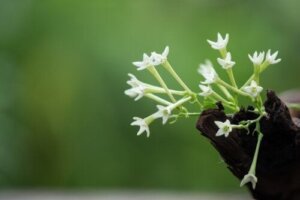 Slik tar du vare på nattblomstrende sjasmin for å forsterke duften