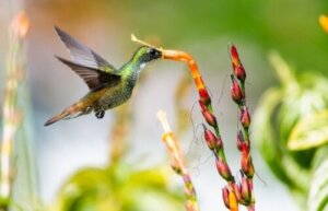Hvordan ha en pollinatorvennlig hage