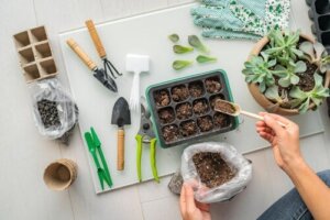 Slik kan du dyrke en sukkulenthage og de beste plantene å bruke