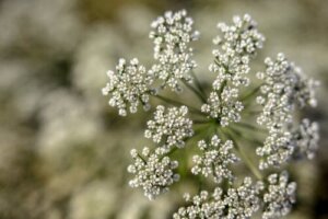 Anisplanten: Dyrking og stell