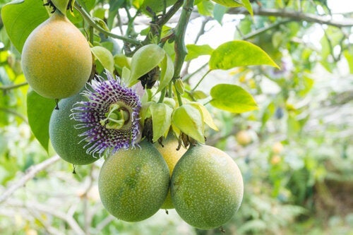 Hvordan planter man og tar vare på pasjonsfrukt hjemme?
