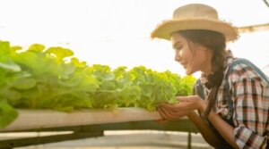 8 tips for vellykkede hydroponiske avlinger