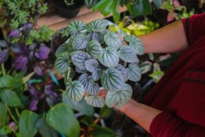De 6 beste typene peperomia å ha hjemme og hvordan ta vare på dem