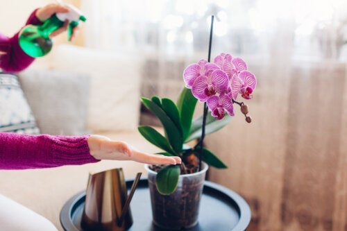 7 fargerike innendørs orkideer for å dekorere hjemmet ditt
