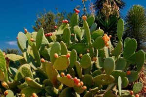 Hvordan du dyrker nopal hjemme: En komplett guide