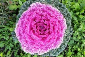 Tips for dyrking av fargerike prydkål