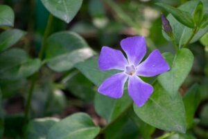 En pleieguide for Vinca: Fyll hagen din med blomster denne våren