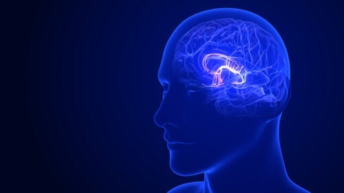 6 måter å stimulere hypothalamus på for sunn funksjon