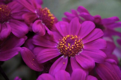 11 lilla blomster for å få hagen din til å se elegant ut