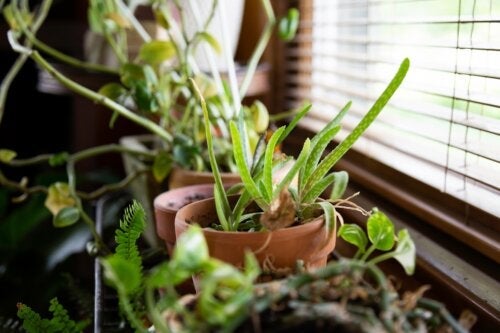 10 perfekte planter for å avkjøle hjemmet ditt i varmt vær