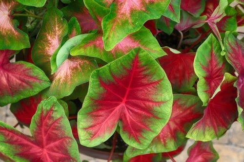 Planting av caladium hjemme: En guide for nybegynnere