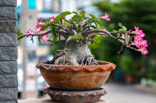 Tips for å plante og ta vare på ørkenrose hjemme