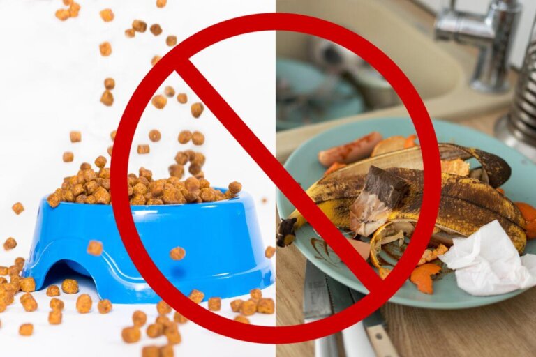 De 10 tingene som tiltrekker møll og andre insekter til hjemmet ditt