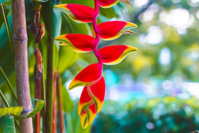 En guide til å dyrke heliconia hjemme for vakre blomster