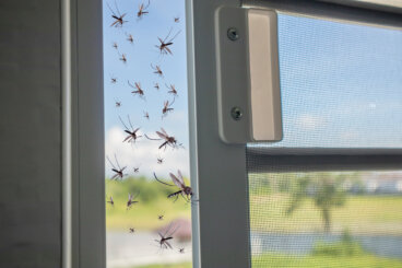 Hold insekter ute av huset året rundt