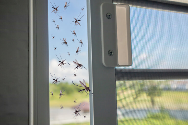 Hold insekter ute av huset året rundt
