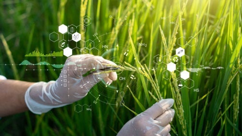 Transgene matvarer: funksjoner og potensielle risikoer