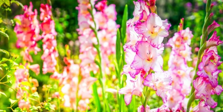 De 5 vakreste typene gladioler i verden