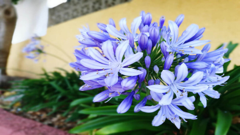 Tips for å ta vare på skjermlilje og sørge for rikelig blomstring