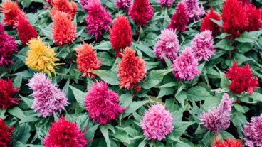 Vi forteller deg hvordan du tar vare på sølvamarant