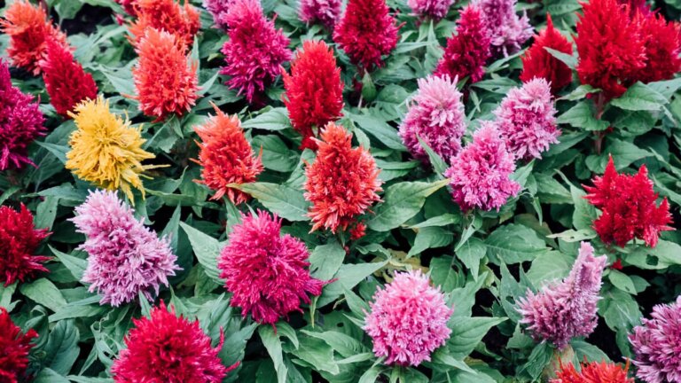 Vi forteller deg hvordan du tar vare på sølvamarant